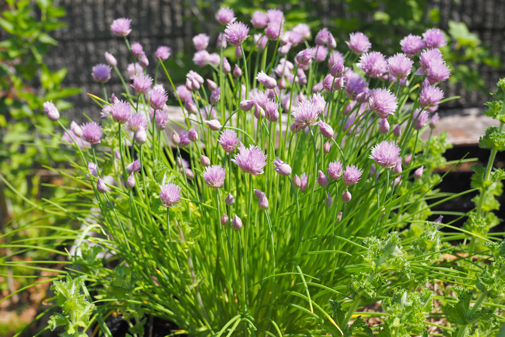 チャイブは2年目の５〜６月に丸い紫色の花が咲きます