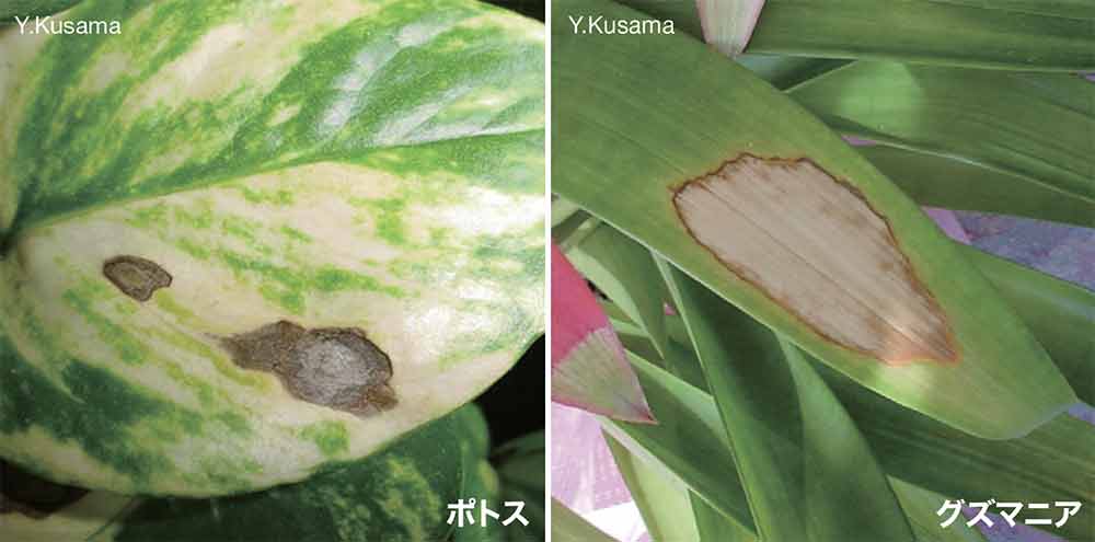 『NHK趣味の園芸　12か月栽培ナビ Do 病気と害虫を防ぐ』