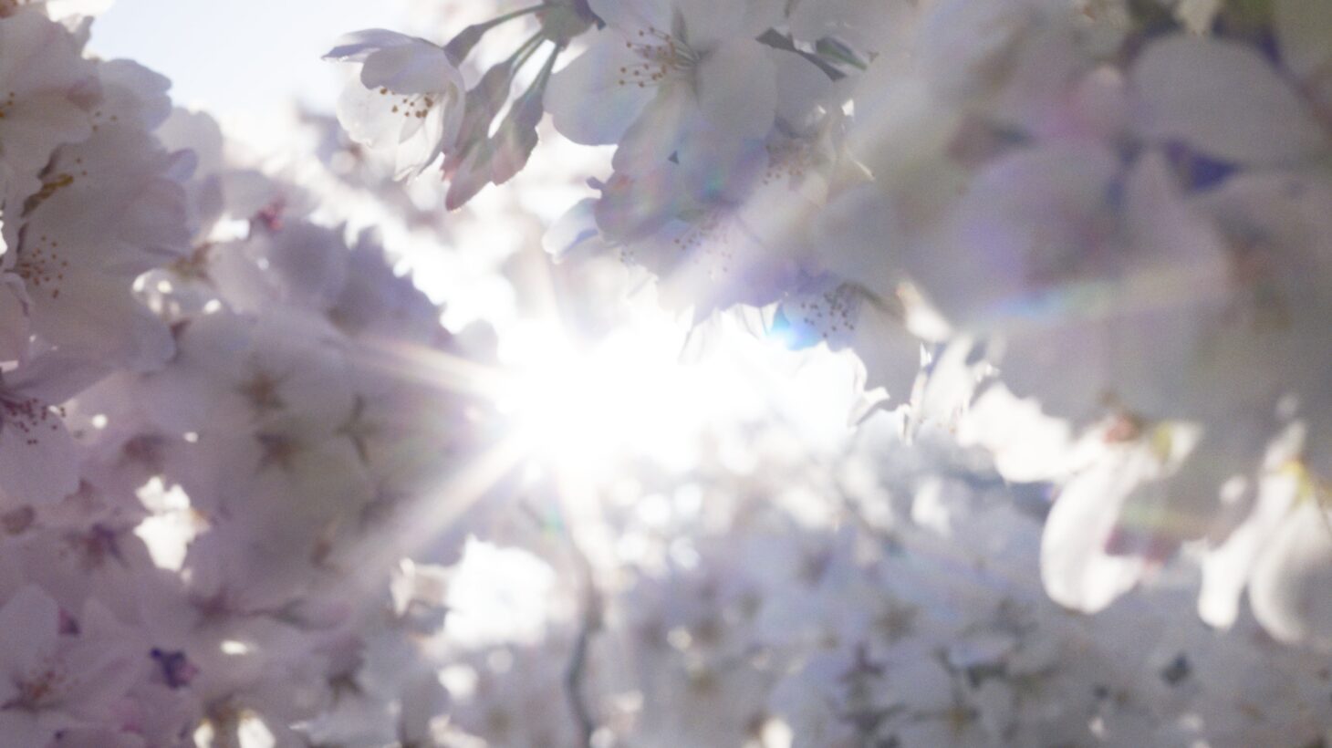 【５組10名様ご招待‼】蜷川実花「瞬く光の庭」が東京都庭園美術館で開催中　　