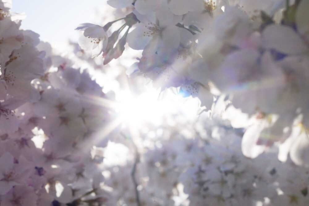 【５組10名様ご招待‼】蜷川実花「瞬く光の庭」展が東京都庭園美術館で開催中