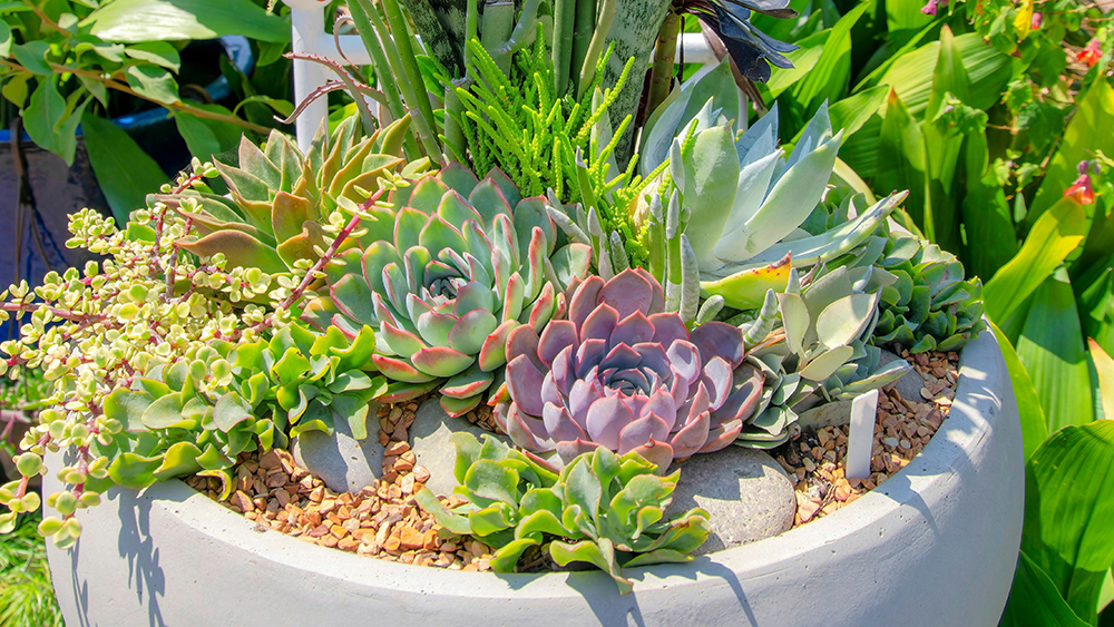 succulent arrangement 
