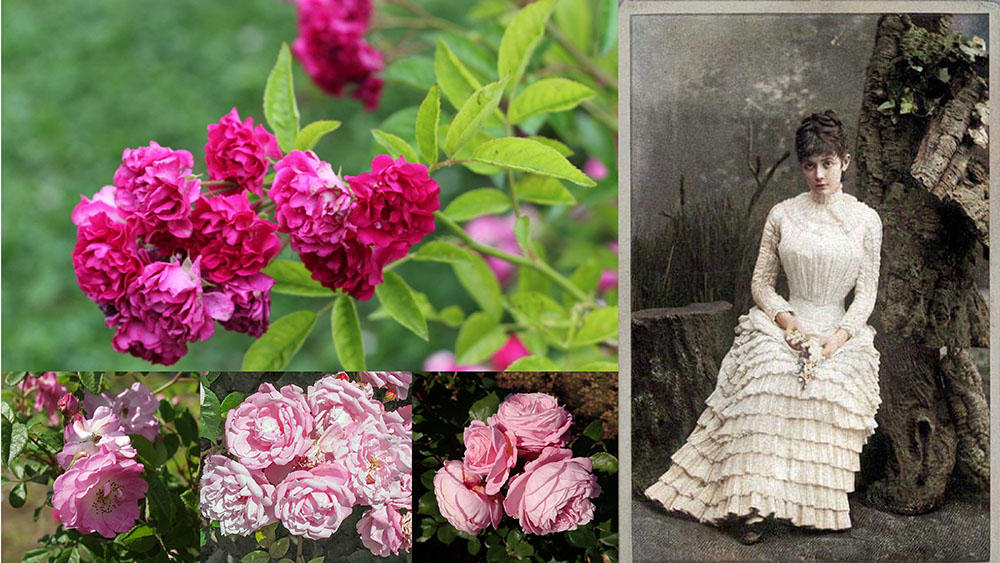 マリー・ヘンリエッタ・ショテック～“バラ伯爵”と呼ばれた女性【花の女王バラを紐解く】
