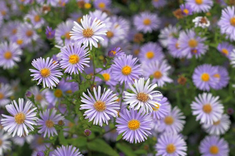 古くから親しまれてきたシオンってどんな花？ 特徴や育て方をご紹介