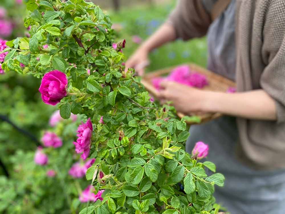 ブーケセラピー 花摘みで癒やす花屋「ガーデンバウム」 | GardenStory