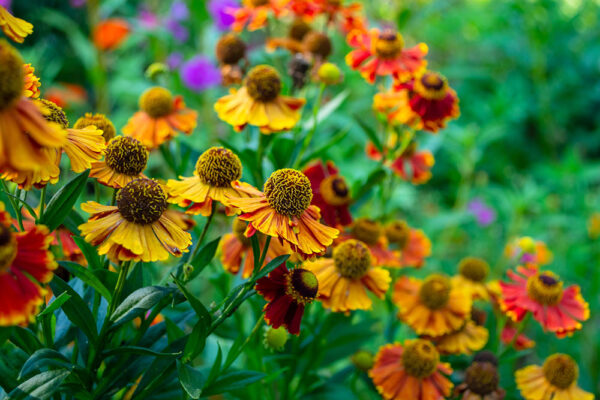 Helenium Autumn Helenium,Autumn.,Perennial.,Multi-colored,Autumn,Flowers,In,A,Flower ...