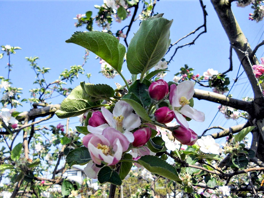 ブラムリーアップルの花