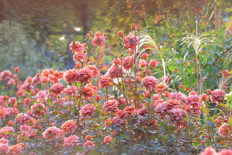 「秋バラ」は今が見頃！ バラ園に美しく咲く秋バラの特徴＆魅力をバラの専門家が解説