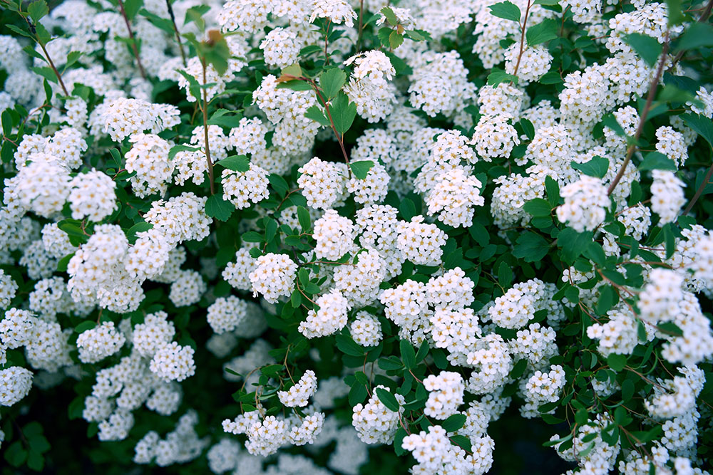 白い細かな花が美しいコデマリ！ 主な特徴や詳しい育て方を解説