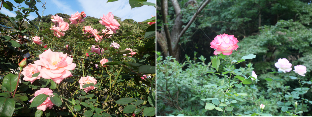 三島由紀夫も訪れた庭園