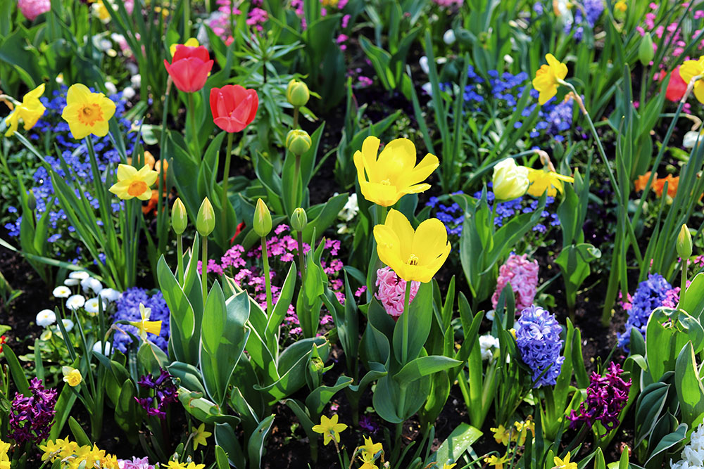 【早春の花13選】春の訪れは草花が教えてくれる！ 早春の花が楽しめる植物