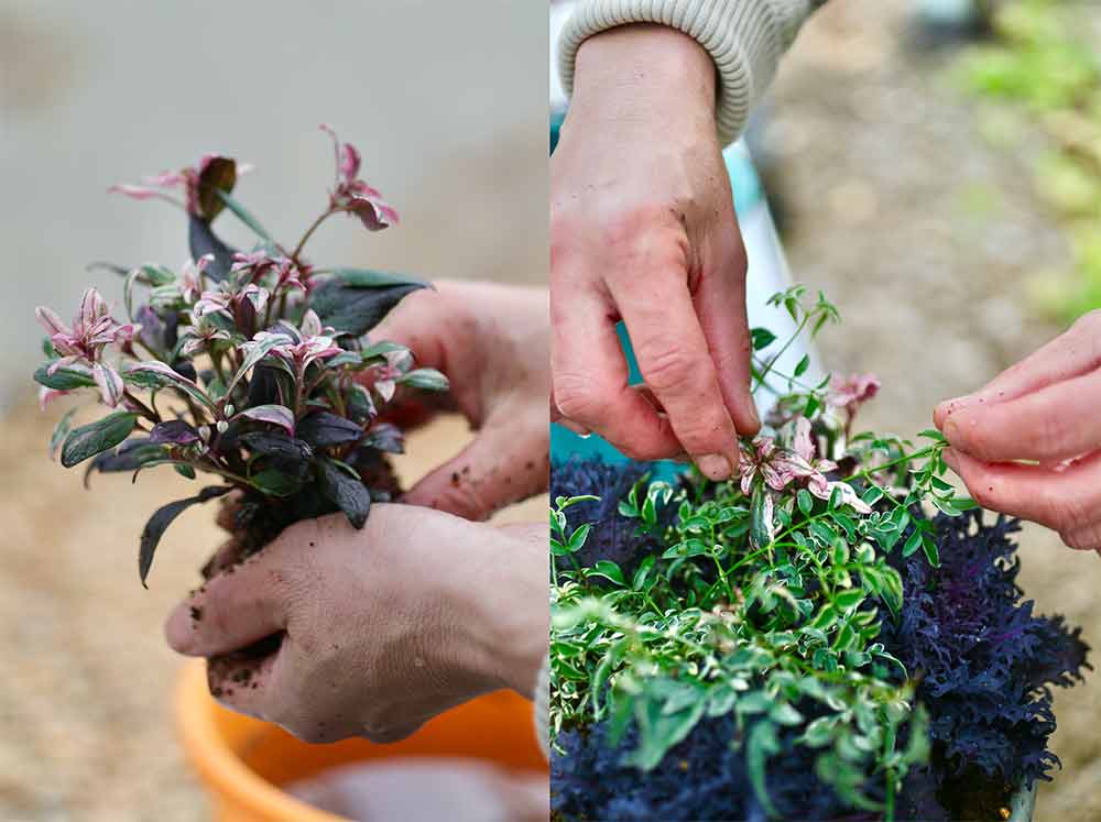 ハボタンの寄せ植えの作り方