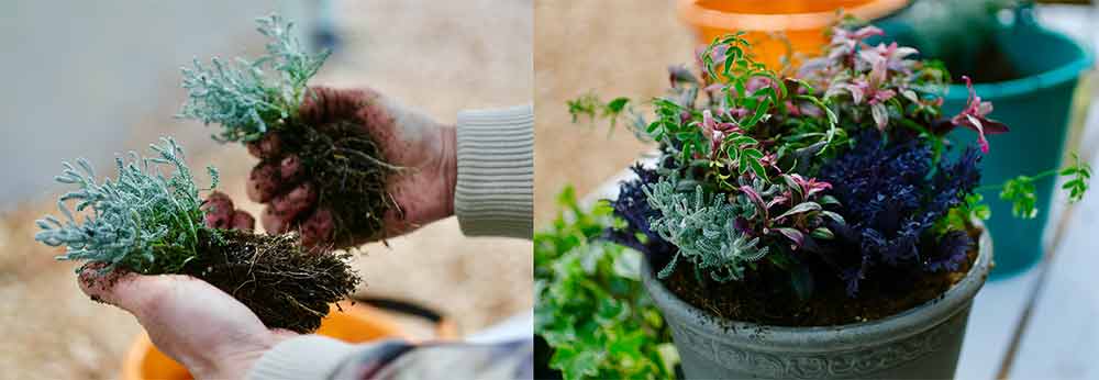 ハボタンの寄せ植えの作り方