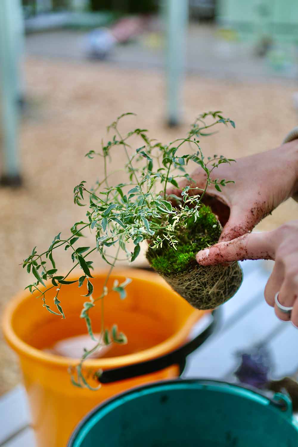 ハボタンの寄せ植えの作り方