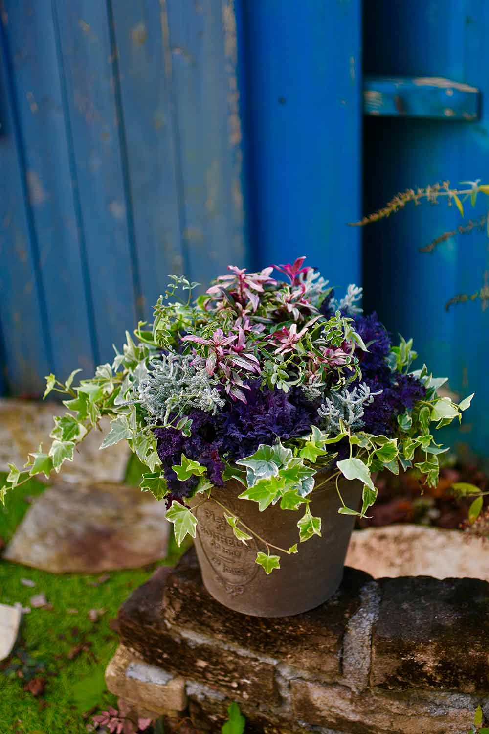 ハボタンの寄せ植え