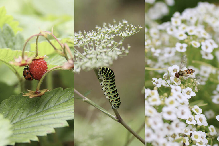じつは放置が最も効果的！？ 庭の害虫、アブラムシ退治（前編）