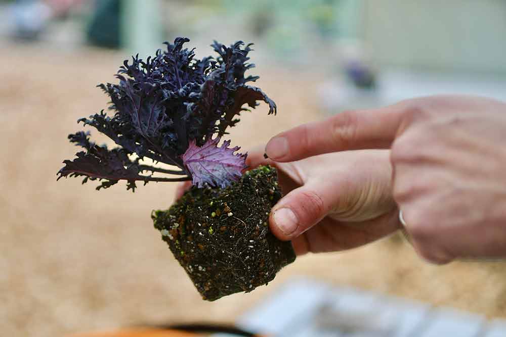 ハボタンの寄せ植えの作り方