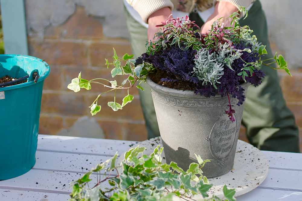 ハボタンの寄せ植えの作り方