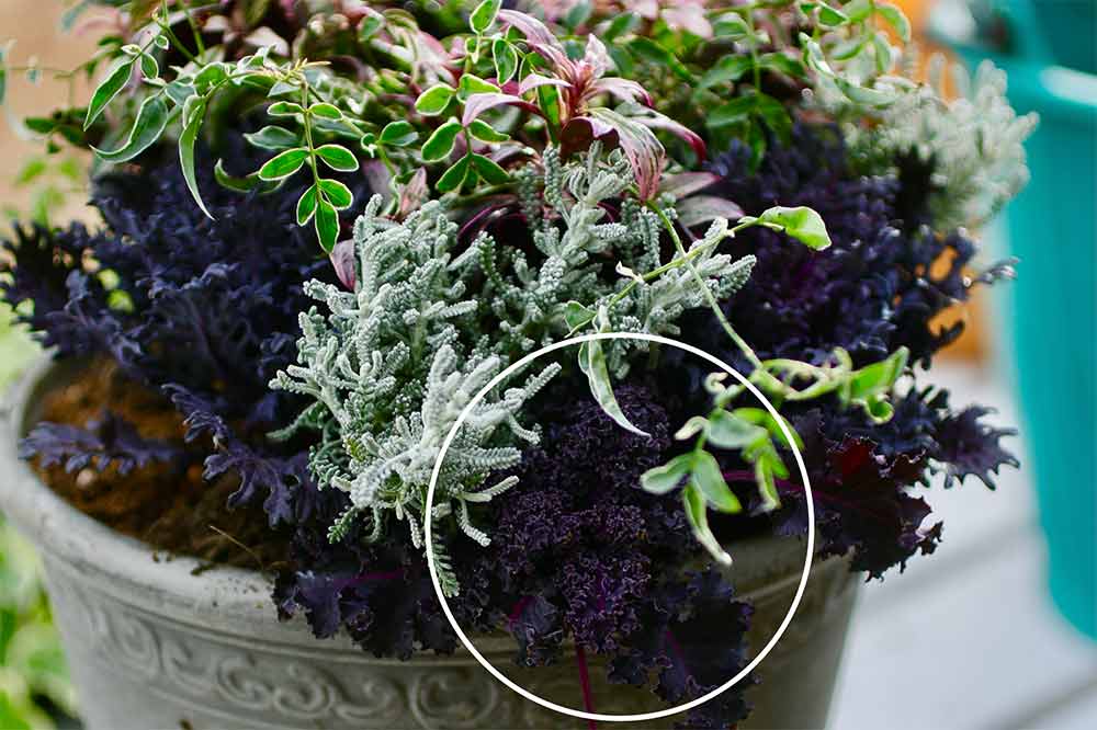 ハボタンの寄せ植えの作り方