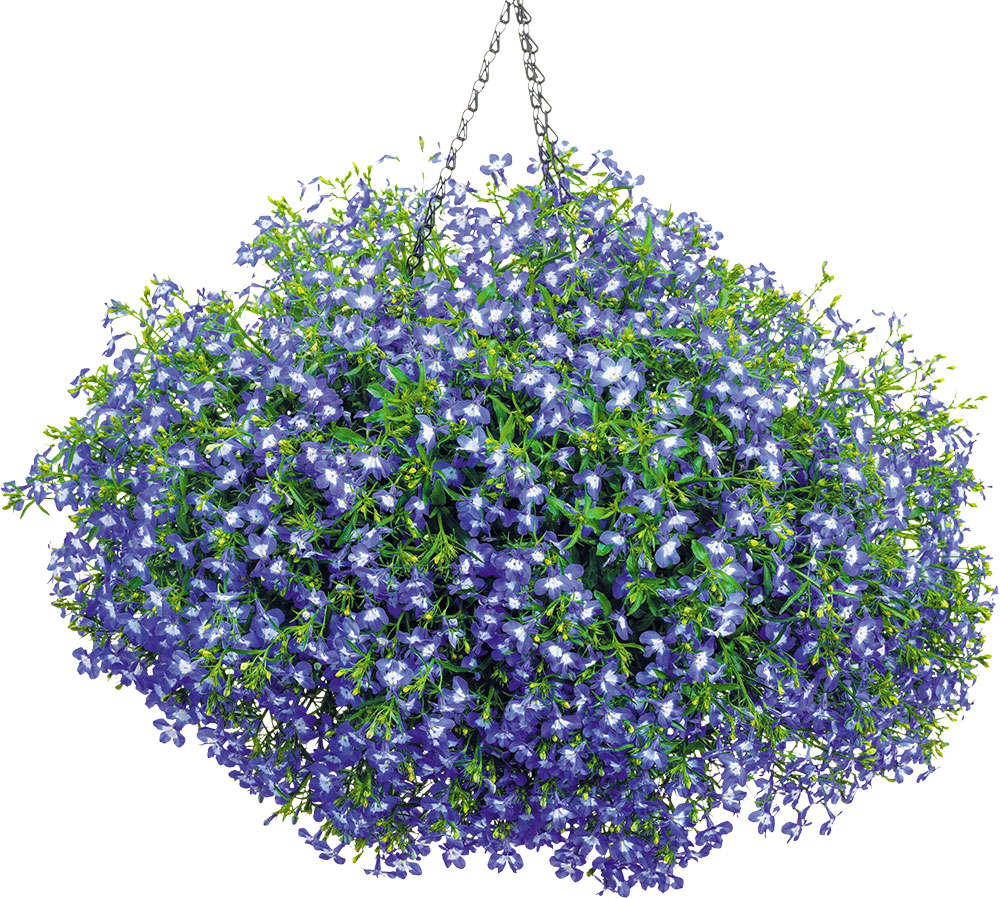 ‘ロベリア スカイフォール’ 耐暑性を改良して秋まで開花。インディゴアイとアクアブルーの２色。
