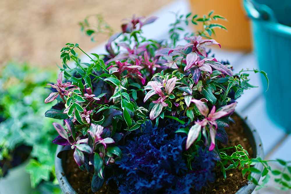 ハボタンの寄せ植えの作り方