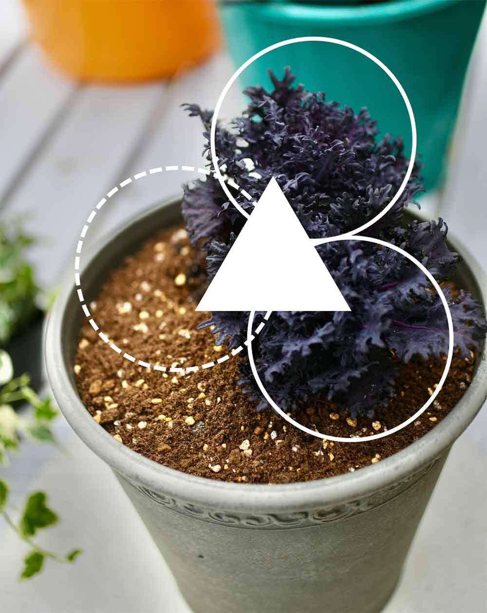 ハボタンの寄せ植えの作り方