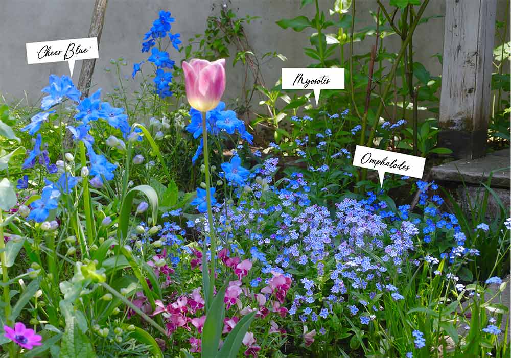 【春の庭づくり】おしゃれな庭づくりに必須のブルーの小花ベスト８