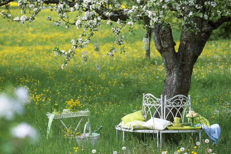お家で桜を愛でよう！ 庭木のサクラと自宅で収穫するサクランボ