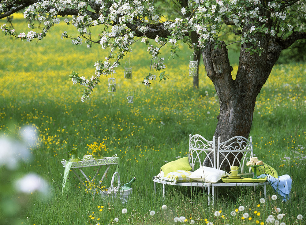 お家で桜を愛でよう！ 庭木のサクラと自宅で収穫するサクランボ