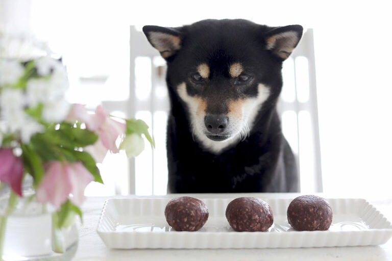 【季節の和菓子】愛犬も一緒に食べられる！さらしあんを使った発酵あんこのぼたもち