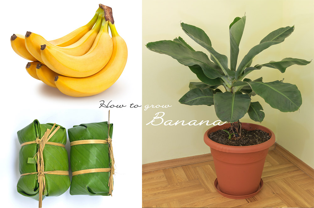 バナナを自宅で育てる方法をプロが解説！ 観葉植物として育てて果実も収穫