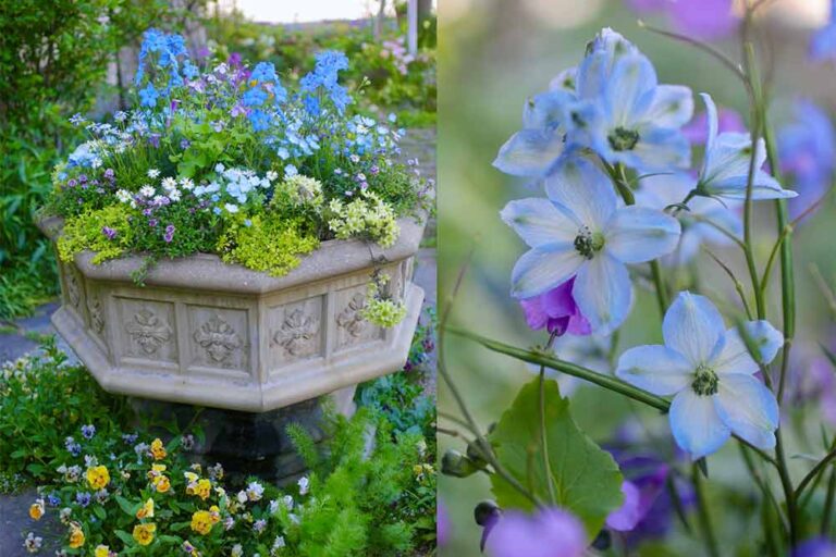 【寄せ植え】春の光を受けて輝くブルーの花の寄せ植え