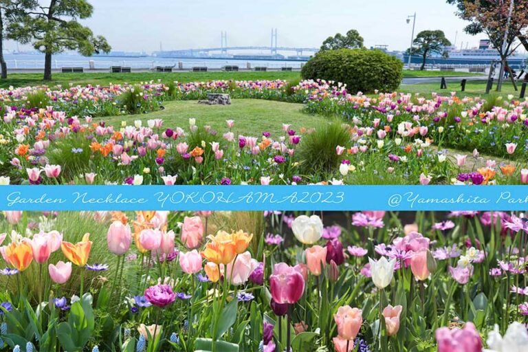 春の新名所！ 横浜「山下公園」の市民参加の球根ミックス花壇