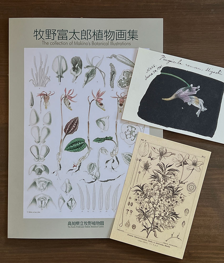 牧野富太郎　植物画集とポストカード