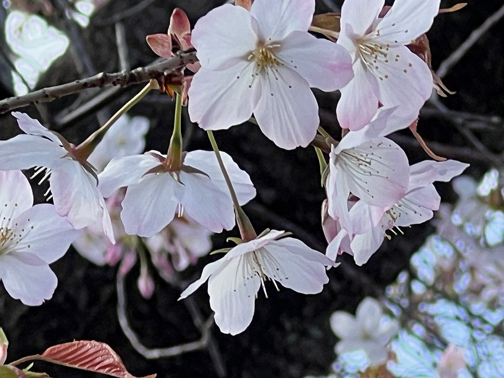 桜‘仙台屋’
