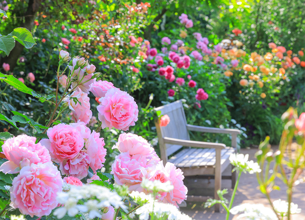 見渡す限りバラが咲く！ 特別な時間を過ごせるバラ園「横浜イングリッシュガーデン」 ローズ・フェスティバル開催中