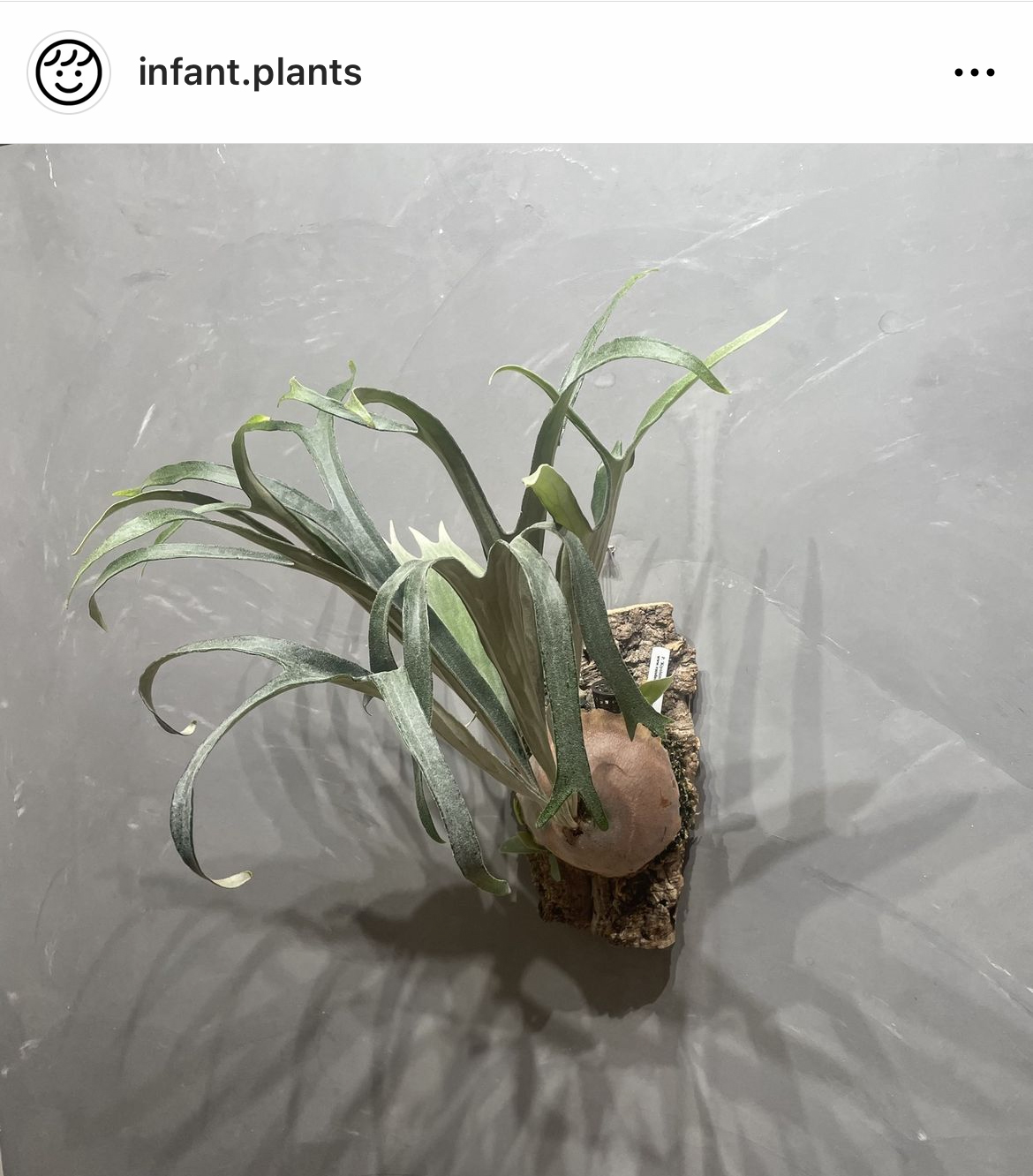 infant.plants