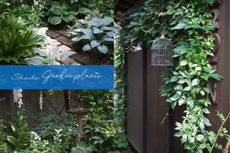 【初夏の庭】緑豊かなシェードガーデンづくりにおすすめの植物