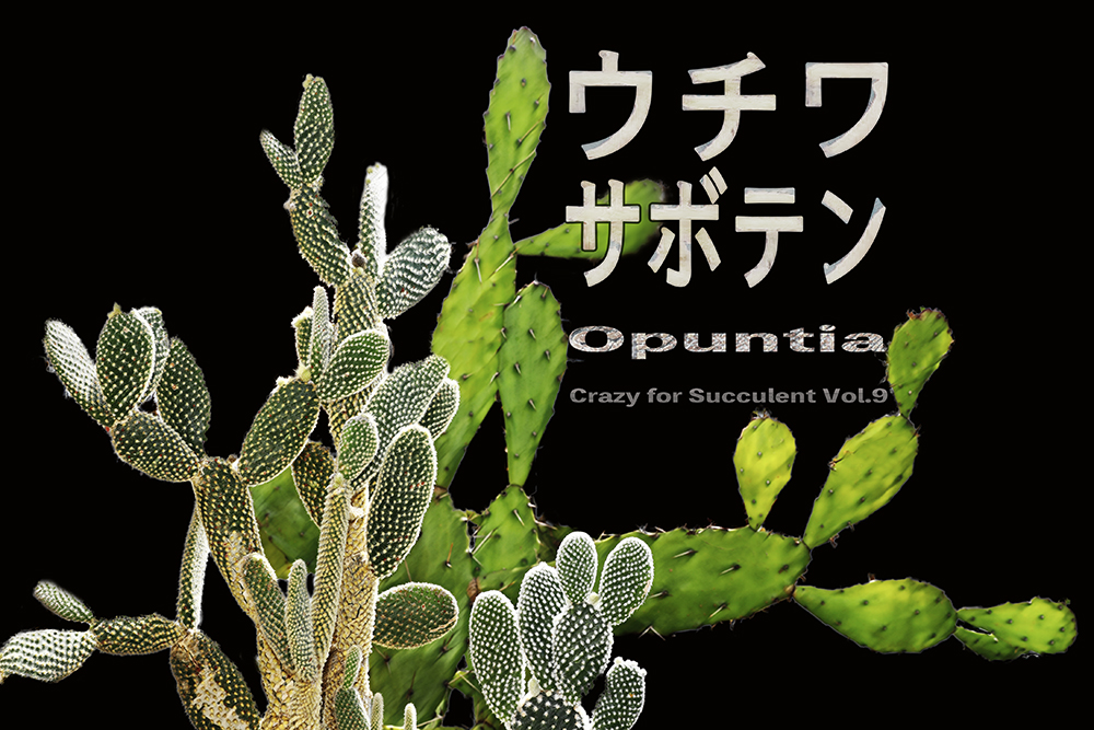驚異の生命力でどんどん増える、ウチワサボテンが超楽しい！｜多肉植物狂いVol.９
