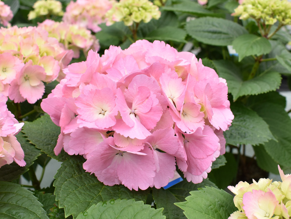 ミセスクミコ：ロングセラーの品種。サクラ色の大きな花弁が特徴。