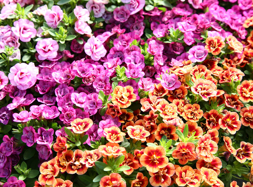 エレガンスシリーズ：華やかかつエレガントな花色が魅力。