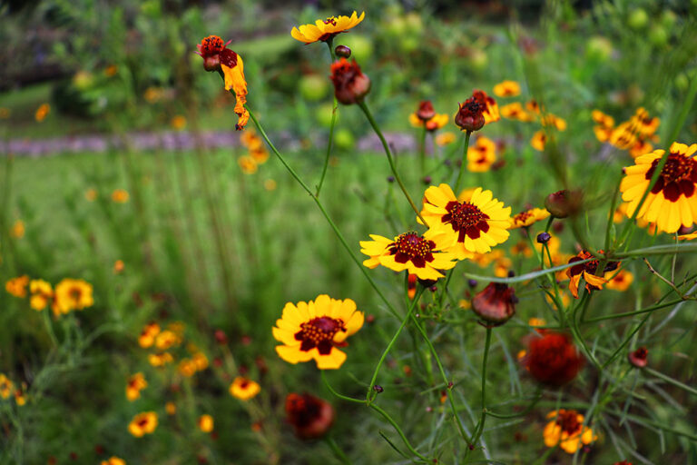 華やかな色で庭を彩るコレオプシス！ 育て方を知って綺麗に咲かせよう