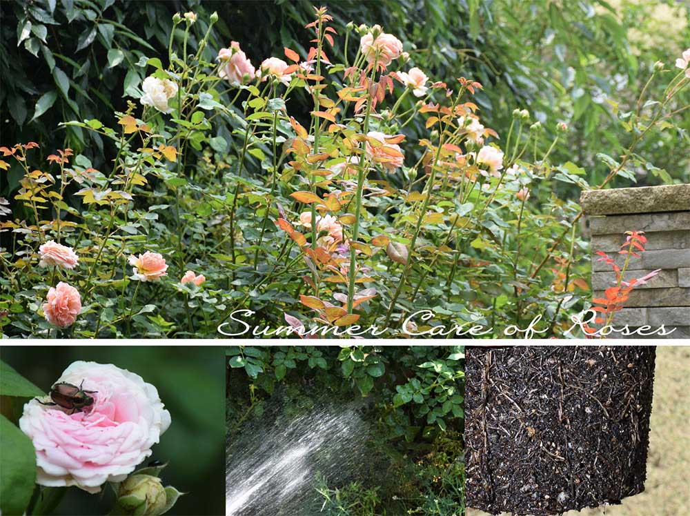 実録！バラがメインの庭づくり～盛夏のバラの管理2023