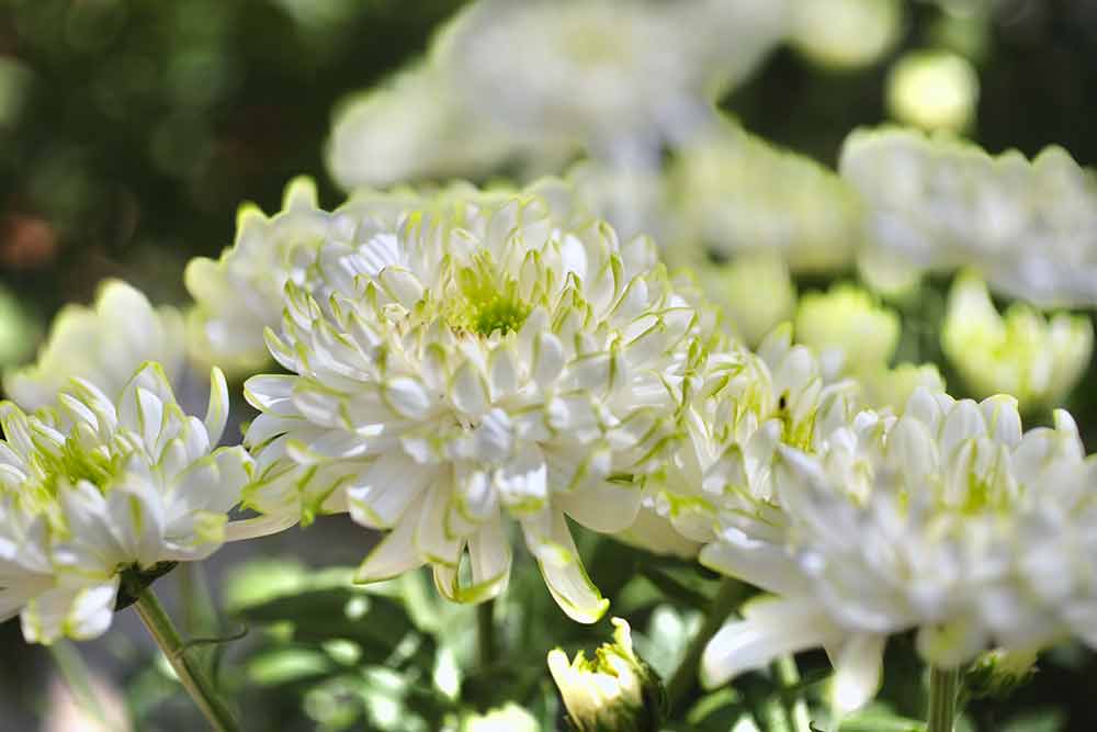 エム・アンド・ビー・フローラ社の「ゼンブラライム」。白い花弁をライムグリーンが縁取るおしゃれな花。