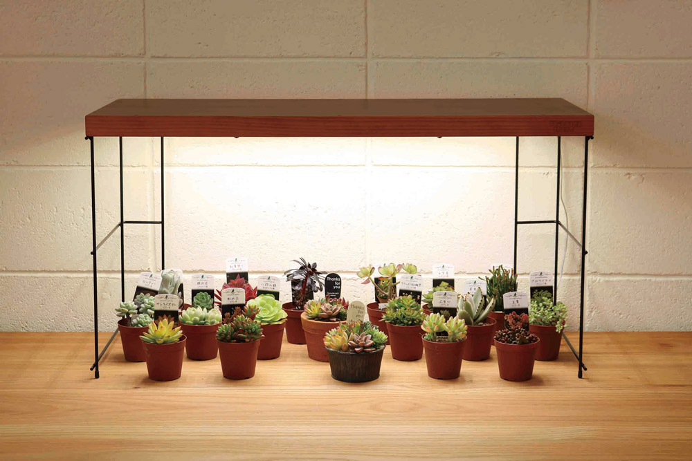 LED本体とスタンドの組み合わせによる使用例。光が分散せず植物を際立たせるのが特徴。