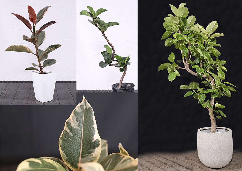 育て方が超簡単な【ゴムの木】は初心者にピッタリの観葉植物！ 種類も豊富なおすすめ11選付き | GardenStory (ガーデンストーリー)