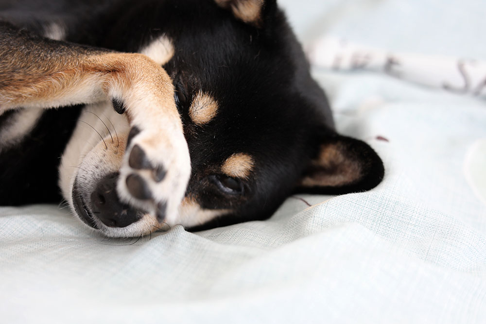 愛犬のかわいい瞳の健康のために！ 暮らしにハーブを活用しよう