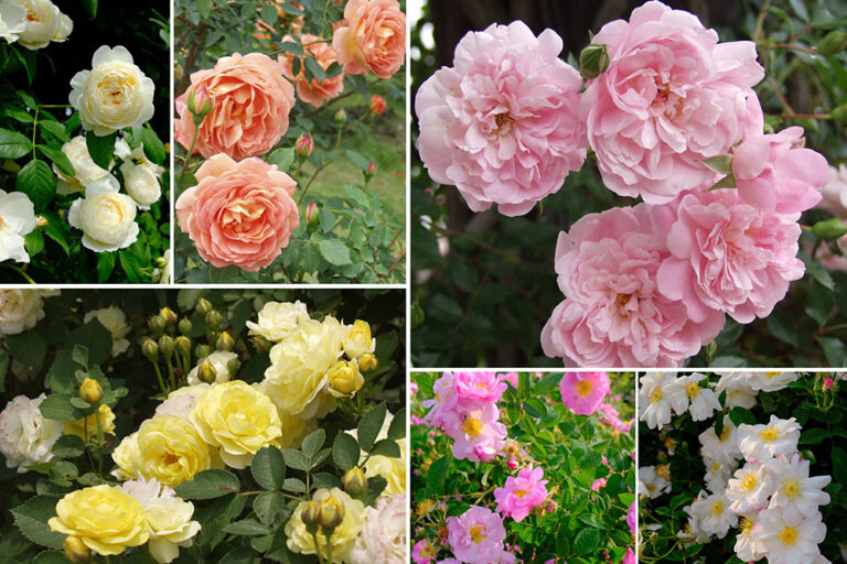 【バラの庭づくり】庭植えバラのペアリングとコンパニオン・プランツ＜前編＞