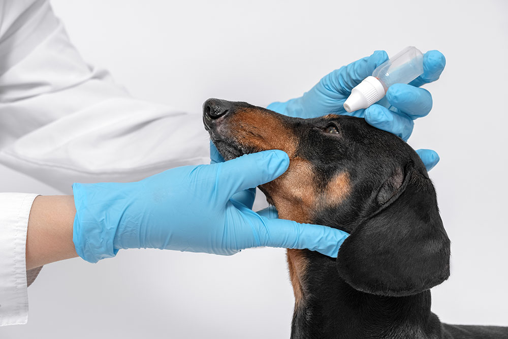 愛犬の瞳のケア