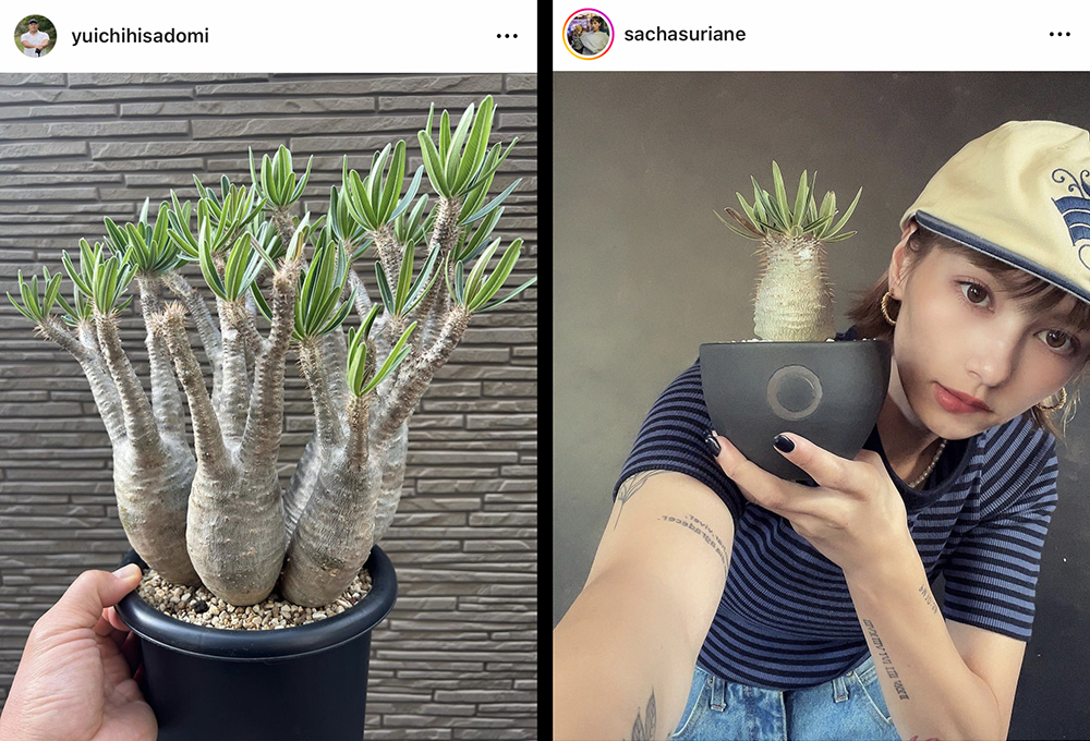 ⑥グラキリス （名実ともに「塊根植物のエース」。パキポディウム 