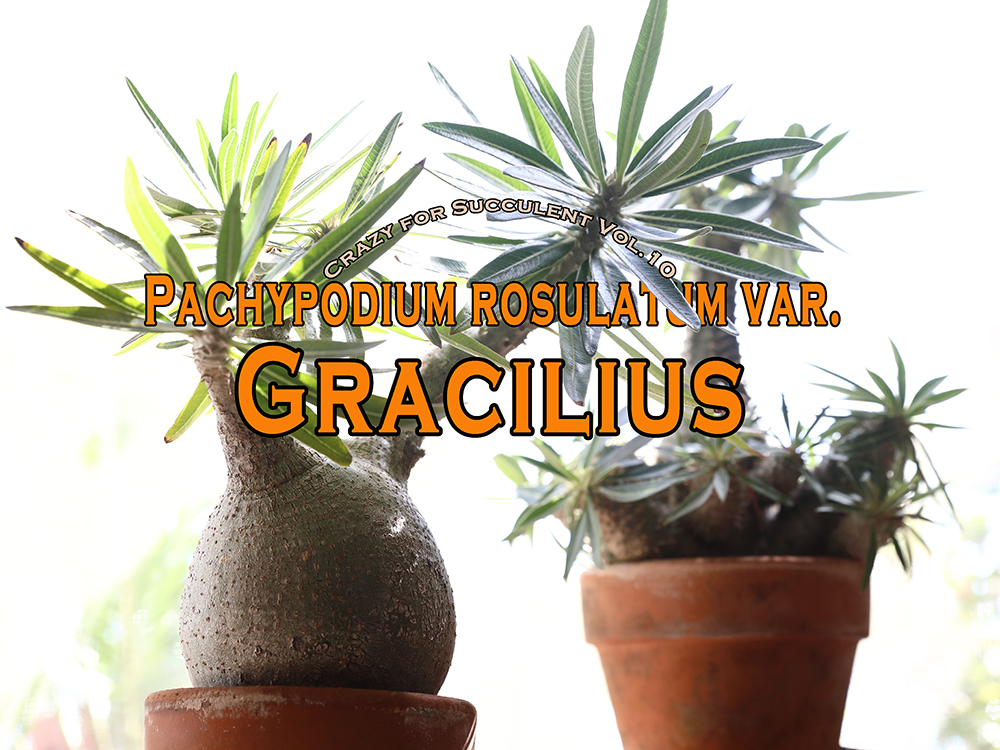 パキポディウム・グラキリス】塊根植物好きを魅了する、その秘密を徹底